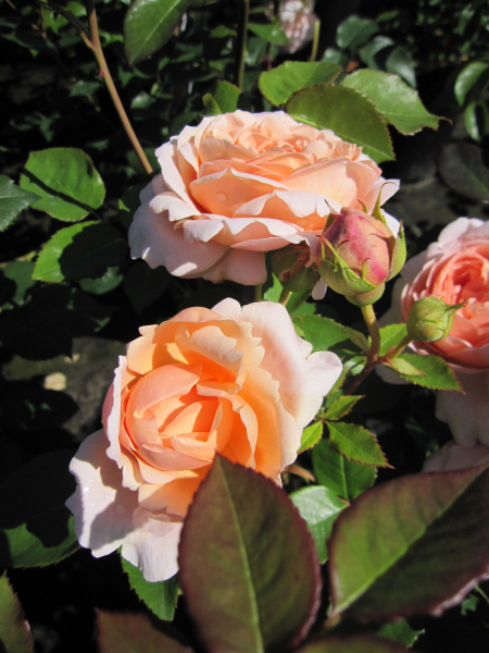 Rosa Ambridge Rose